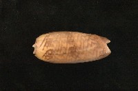 藏品(平瀨榧螺)的圖片